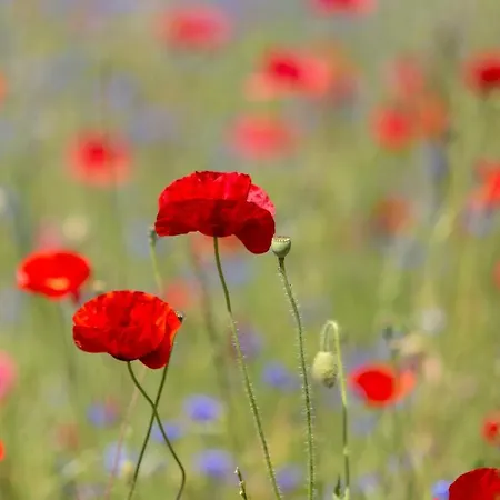 Hotel Strandhotel Loechnerhaus Île de Reichenau